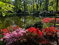 Foto Rhododendronpark