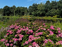 Foto aus dem Rhododendronpark